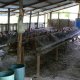 42- Le poulailler d'Assam et Nini 